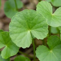 Wild Pansy Extract (5% Flavones)